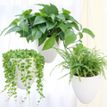 Set de 3 maceteros colgantes de autorriego con doble recipiente, blancos mate, para plantas de interior